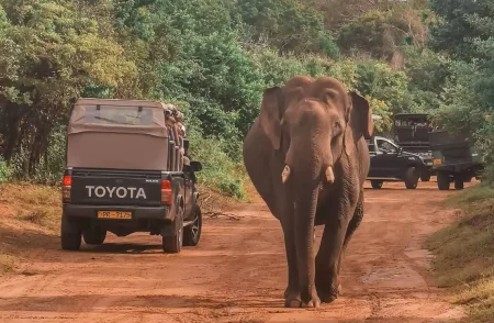 Yala-National-Park-Elephant-Tusker